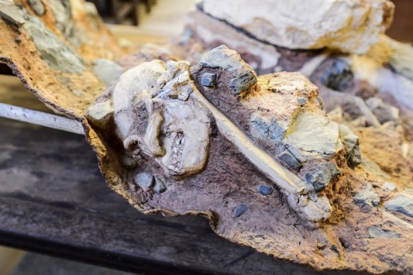 A skull and a bone embedded in breccia, a type of stone.