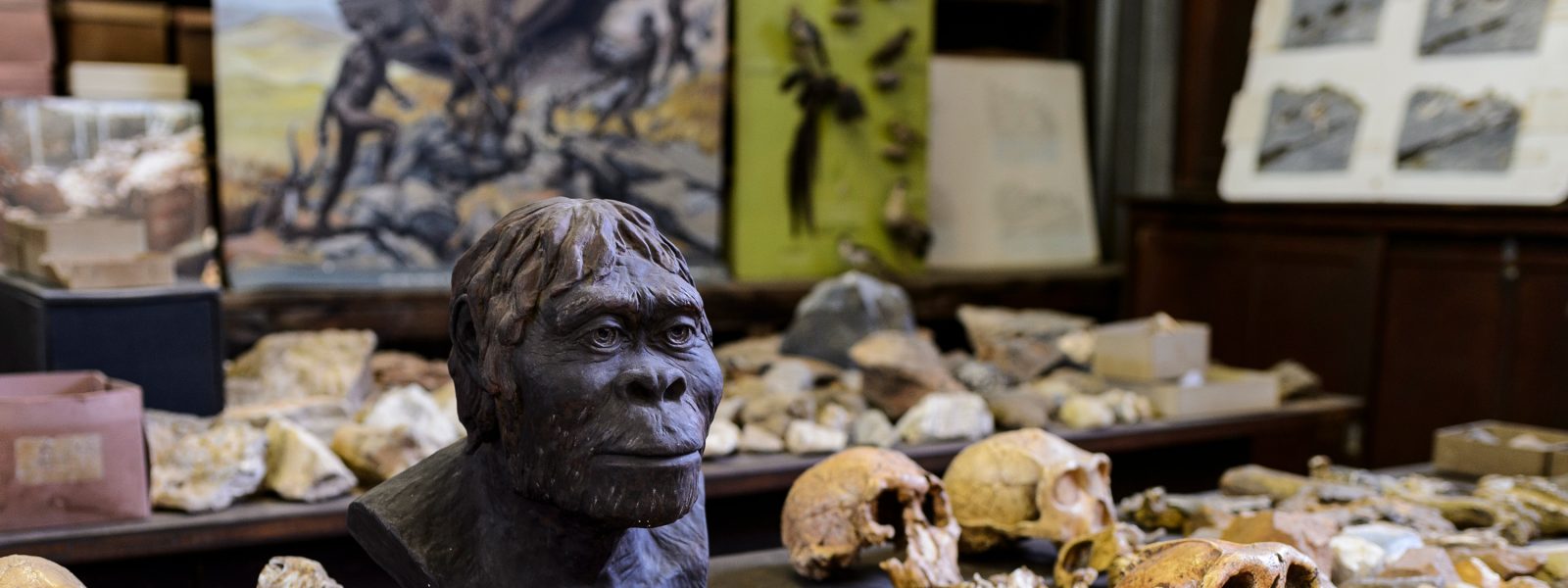 Selection of skulls on a table at the Maropeng Museum