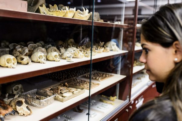 UW-Madison archaeology field school student Talia Sankari looks at hominid fossils housed at the Phillip V. Tobias Fossil Primate and Hominid Laboratory -- also known as "the bone vault" -- during a visit to the University of Witwatersrand in Johannesburg