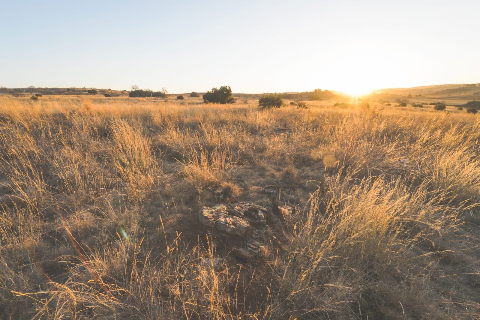 Landscape view above the Rising Star Cave at sunrise, golden wheeat colors, with gentle slopes in background.