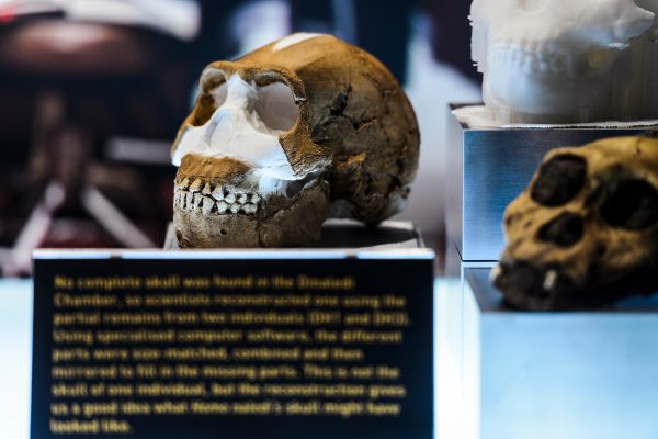Skull of a homo naledi specimen in the maropeng museum