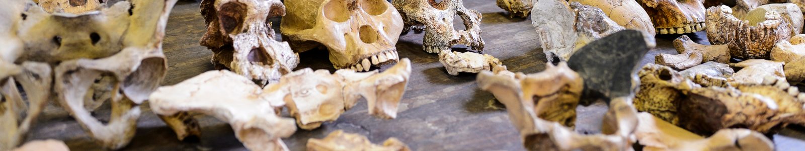 Sideview of a cast of an ancient skull