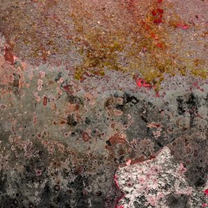 Closeup of pond scum, multicolored and abstract in shape.