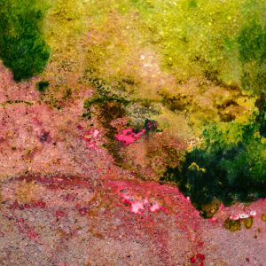 Closeup of pond scum, brighter and multicolored and abstract in shape.