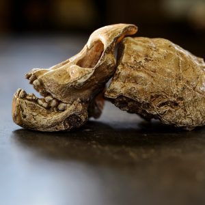 Sideview of a cast of an ancient skull