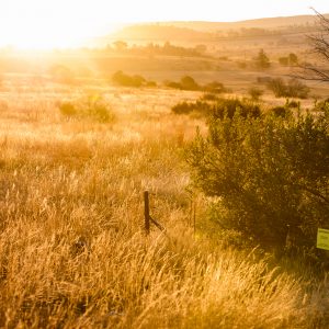 Landscape view above the Rising Star Cave at sunrise, golden wheeat colors, gentle slopes in background, a small danger sign in the foreground.
