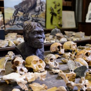 A selection of skulls on a table at the Maropeng Museum