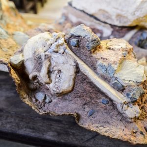 A skull and a bone embedded in breccia, a type of stone.