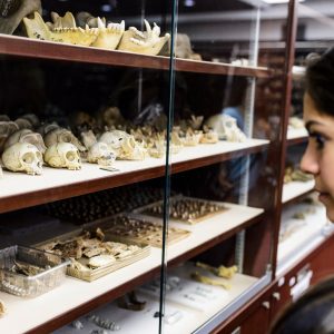 UW-Madison archaeology field school student Talia Sankari looks at hominid fossils housed at the Phillip V. Tobias Fossil Primate and Hominid Laboratory -- also known as "the bone vault" -- during a visit to the University of Witwatersrand in Johannesburg