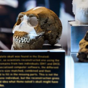 Skull of a homo naledi specimen in the Maropeng Museum